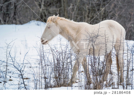 Albino horse grazing in winter 28186408