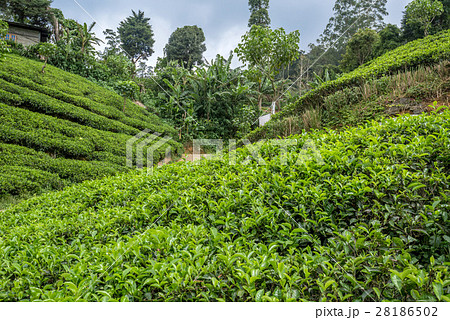 Tea plantation landscape in Sri Lanka Tea plantation landscape in Sri Lanka 28186502
