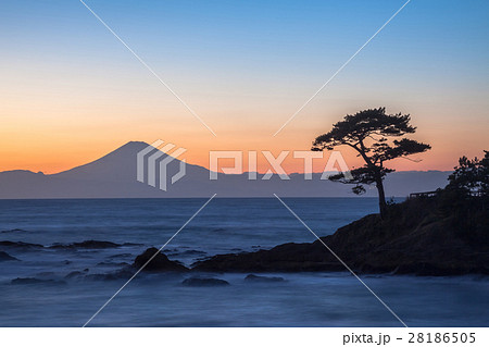 富士山と松の木 28186505
