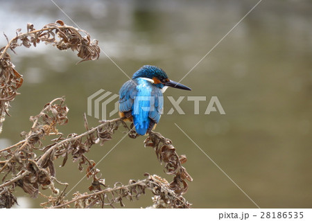野鳥「カワセミ：川蝉」天の川：大阪府枚方市の写真素材 [28186535