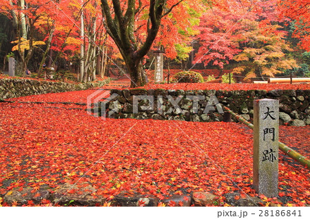 鶏足寺秋の紅葉 鶏足寺秋の紅葉 28186841