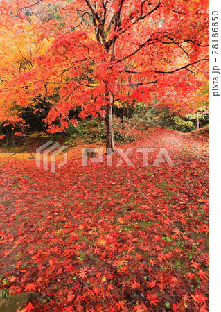 鶏足寺秋の紅葉 鶏足寺秋の紅葉 28186850