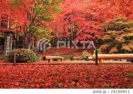 鶏足寺秋の紅葉 28186851