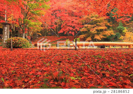 鶏足寺秋の紅葉 28186852