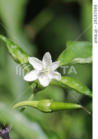 カイエンペッパーの花 28187099