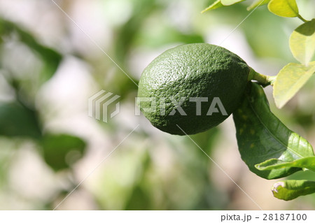 まだ青いレモン 28187100