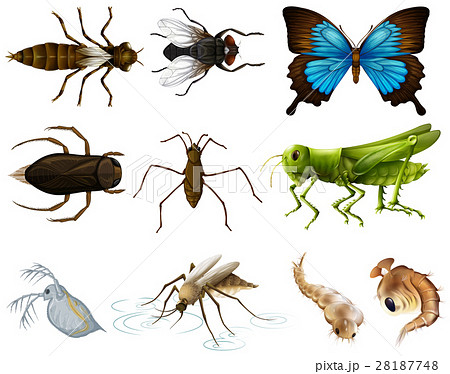 Insects set on white background 28187748