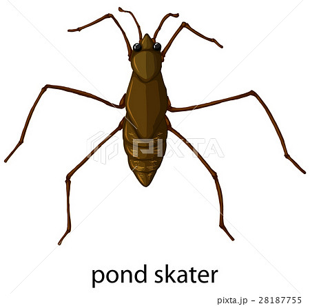 Insect Wordcard For Pond Skater Stock Illustration