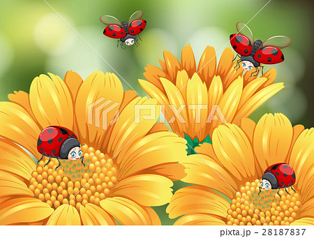 Ladybugs Flying In The Gardenのイラスト素材