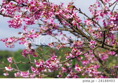 花 フラワー お花 28188403