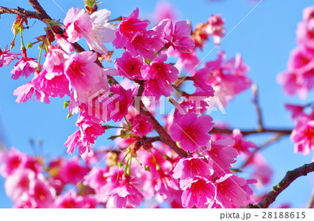 花 フラワー お花 28188615