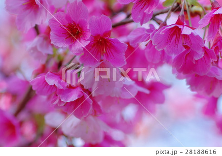花 フラワー お花 28188616