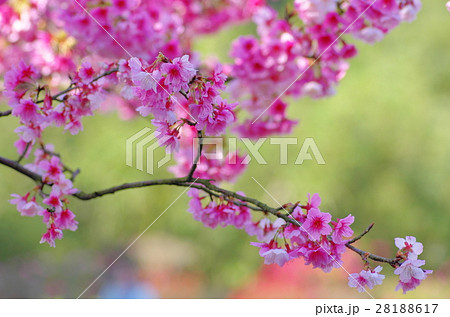 花 フラワー お花 28188617