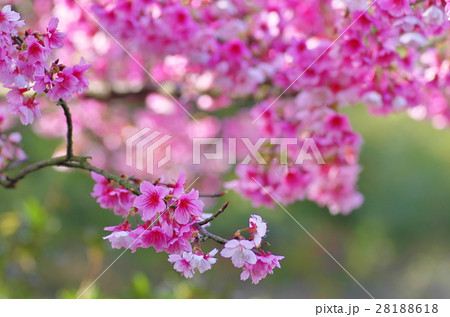 花 フラワー お花 28188618
