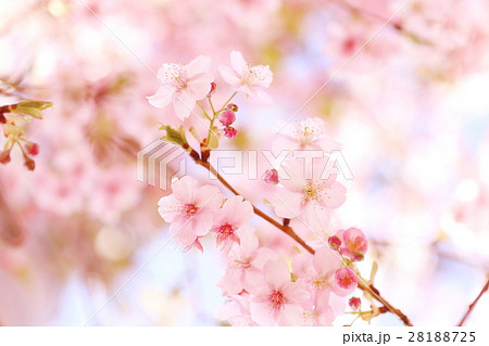 河津桜 河津桜 28188725