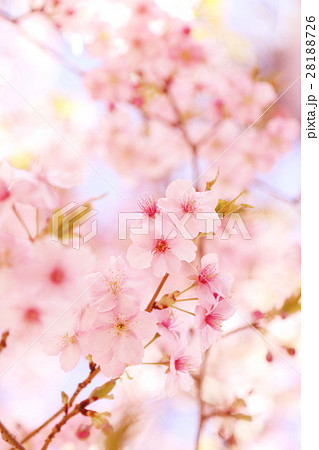 河津桜 河津桜 28188726