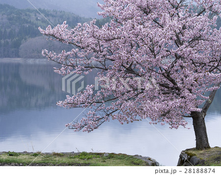 青木湖と一本桜（長野県） 28188874