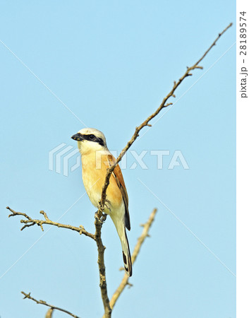 Common Stonechat bird Common Stonechat bird 28189574