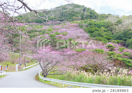 本部八重岳桜祭り 八重岳桜祭り 本部町 寒緋桜 緋寒桜 本部八重岳桜祭り 八重岳桜祭り 本部町 寒緋桜 緋寒桜 28189863