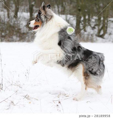Australian shepherd moving in winter 28189958