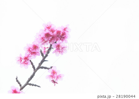 寒緋桜　緋寒桜　本部町 28190044