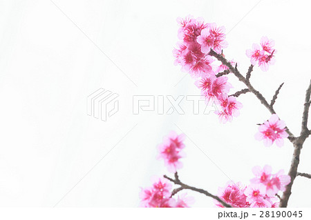 寒緋桜　緋寒桜　本部町 28190045