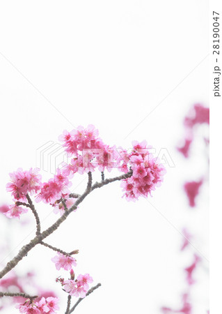 寒緋桜　緋寒桜　本部町 28190047