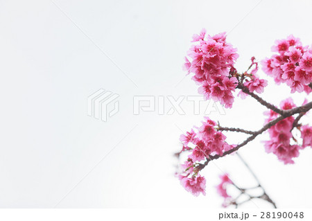 寒緋桜　緋寒桜　本部町 28190048