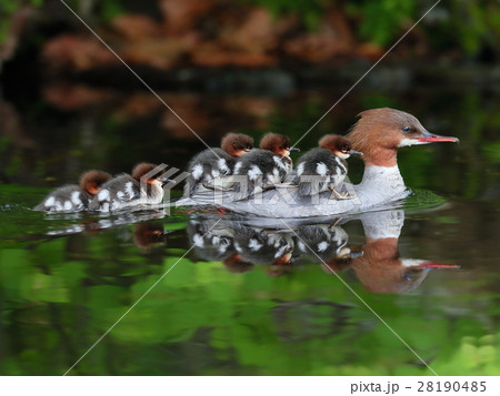 子だくさん 28190485