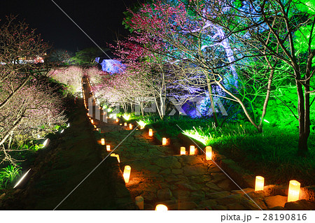 今帰仁グスク桜まつり 夜桜 沖縄 今帰仁グスク桜まつり 夜桜 沖縄 28190816
