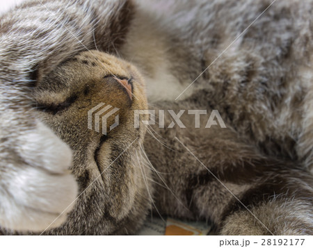 The Tabby Cat Sleeps Forehead The Tabby Cat Sleeps Forehead 28192177