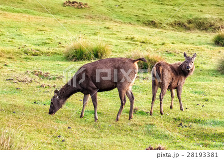 Sambar deer in wild 28193381