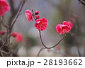 紅梅 28193662
