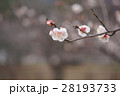 梅の花 28193733