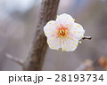 梅の花 28193734