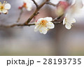 梅の花 28193735