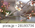 梅の花 28193736