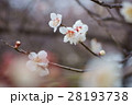 梅の花 28193738
