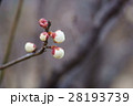 梅の花 28193739