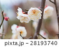 梅の花 28193740
