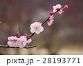 むら染め和紙のような梅 28193771