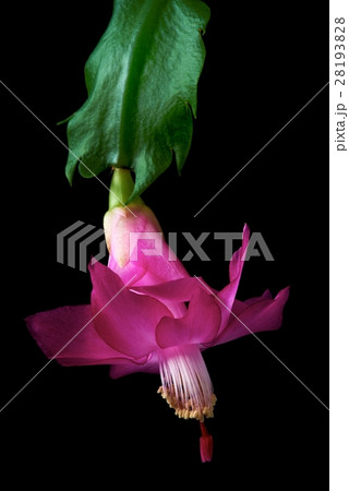 Christmas Cactus (Schlumbergera) Christmas Cactus (Schlumbergera) 28193828