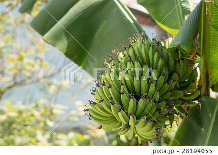 農場 農園 農村地帯 28194055