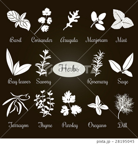 Big set of simple flat culinary herbs. White 28195045