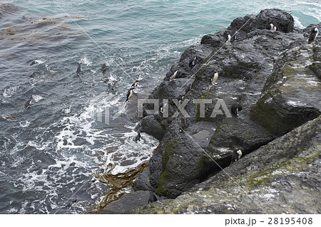 Rockhopper Penguins returning to the colony 28195408