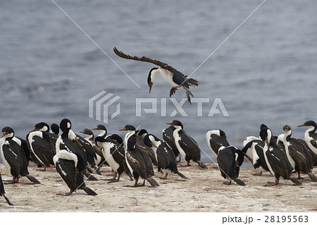 Imperial Shag coming into land 28195563
