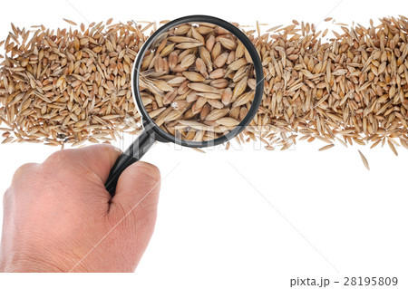 The hand holds a magnifying glass over the grain The hand holds a magnifying glass over the grain 28195809
