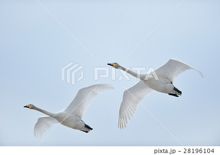 空を飛ぶ白鳥の群れの写真素材