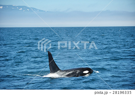 知床の海を泳ぐシャチ 知床の海を泳ぐシャチ 28196335