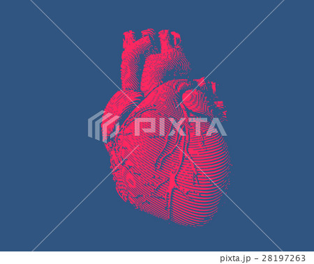 Engraving human heart illustration 28197263